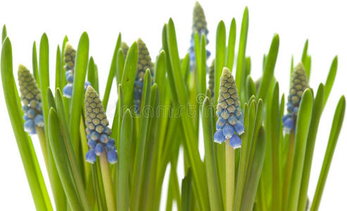 麝香猫果图片大全