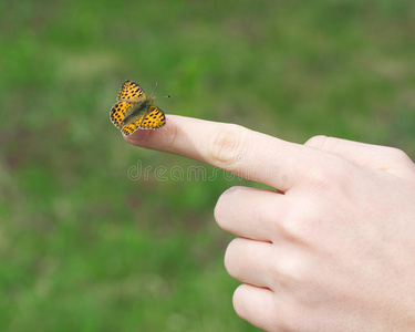 常见的七叶树蝴蝶种类手抓蝴蝶照片
