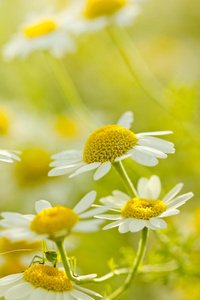 洋甘菊花