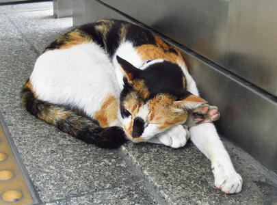 无家可归的猫睡在地板上