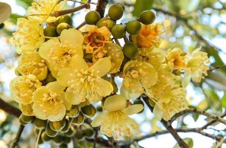 盛开的榴莲花照片