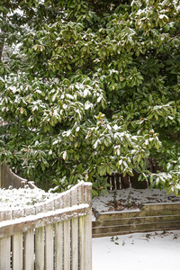 白雪覆盖的篱笆后面的木兰树