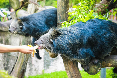 动物园里喂黑熊