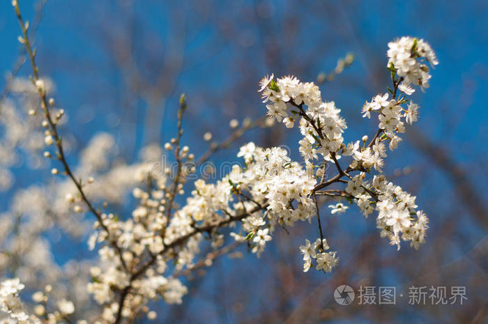 果园 分支 花园 季节 天空 植物区系 植物 自然 美女