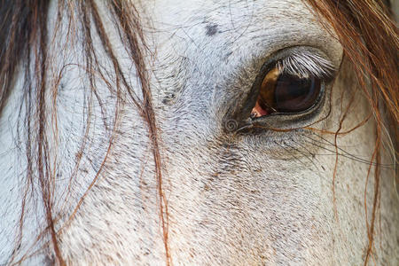 耳朵眼炸糕图片