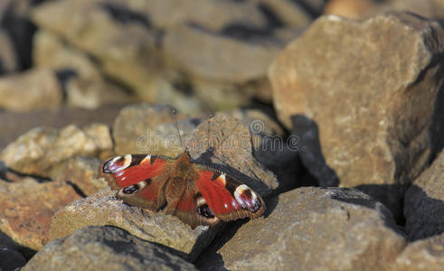 孔雀蝶坐在岩石上