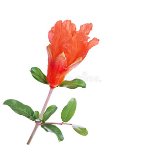 微距石榴花图片