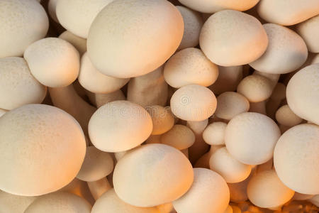 石梅记蘑菇图片
