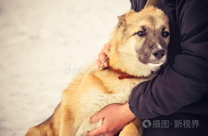 牧羊犬小狗和女人在户外拥抱