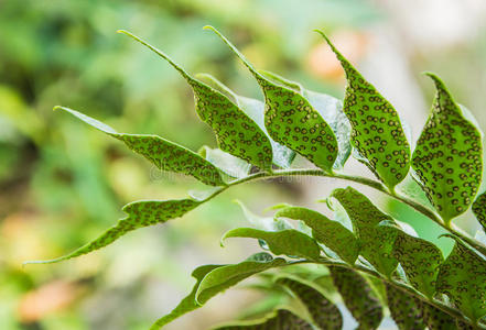 山苍子孢子图片