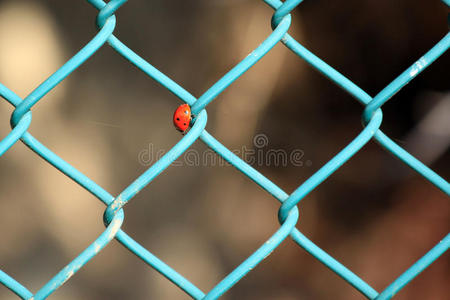 瓢虫瓢虫科铁丝网围栏