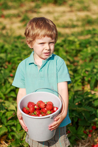快乐的小男孩在摘草莓农场摘草莓在桶里