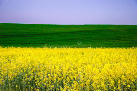 油菜花田图片