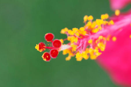 木槿花花粉