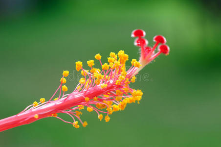 木槿花花粉