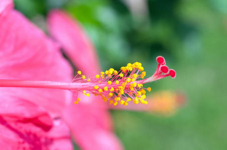 木槿花花粉