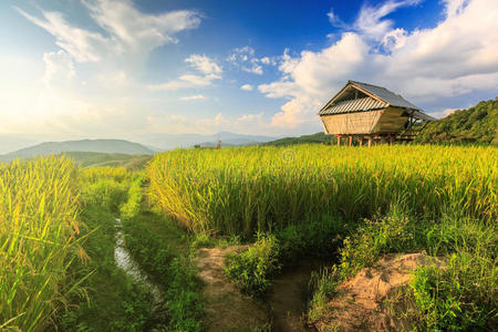 茅屋和稻田