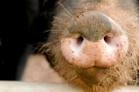 猪鼻