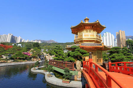 香港金色紫荆花香港钻石山南联花园.照片