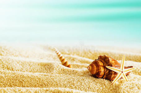 炎热的夏日里有贝壳的热带海滩图片