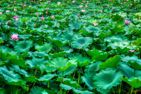 莲藕开花植物园