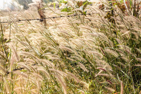 植物区系吹图片