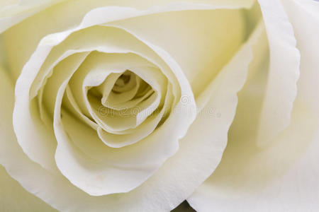 美丽的白玫瑰和细节