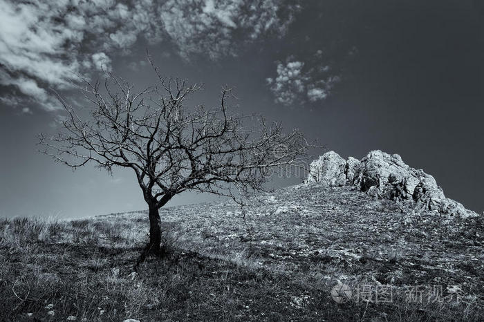 孤独的枯树背景是山石
