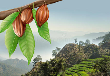 可可果树枝照片