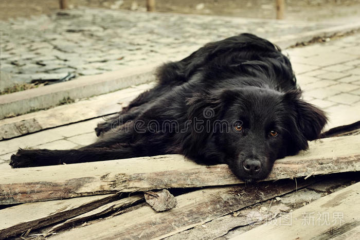 黑狗躺在户外流浪狗等狗一只狗透过栅栏看的特写镜头牧羊犬女孩和大狗