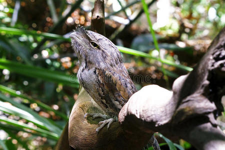 澳大利亚黄褐色蛙嘴猫头鹰图片