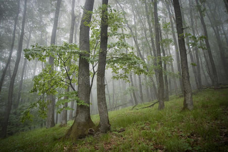 有雾的森林里的绿草和树木