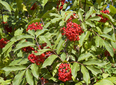 蔓越莓树图片