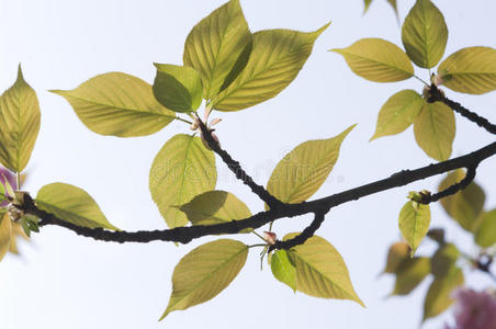樱花花蕾樱花的花蕾和叶子照片
