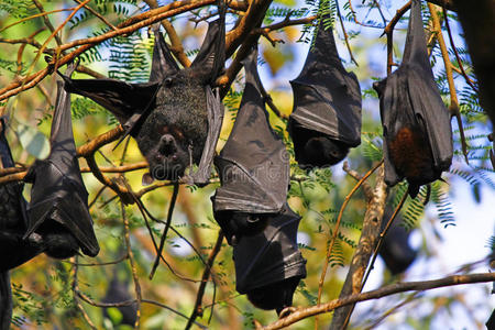 飞狐挂在树枝上的蝙蝠