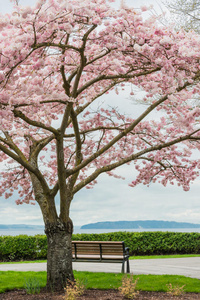 樱花树公园长凳海