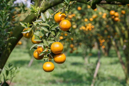 新鲜的橘子在植物上，橘子树上。