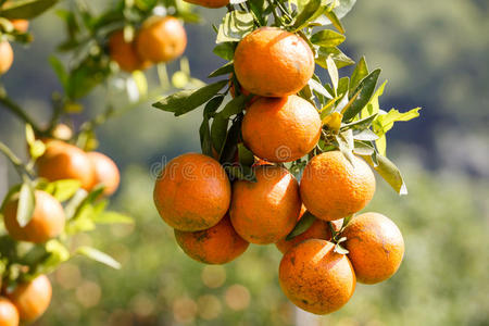 新鲜的橘子在植物上，橘子树上。