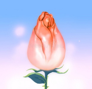 虞美人花苞图片