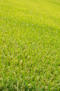 种植泰国稻田