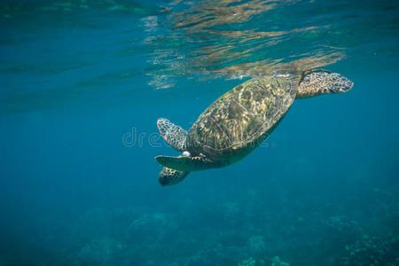 海龟在水下游泳