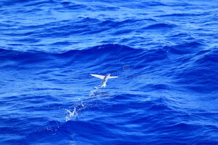 飞鱼海上飞鱼照片