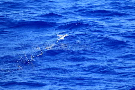 飞鱼海上飞鱼照片