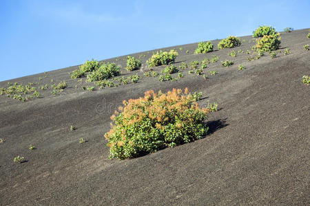 timanfaya国家公园火山山上的植被
