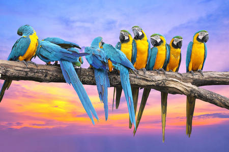 蓝色和黄色的金刚鹦鹉，日落时有美丽的天空
