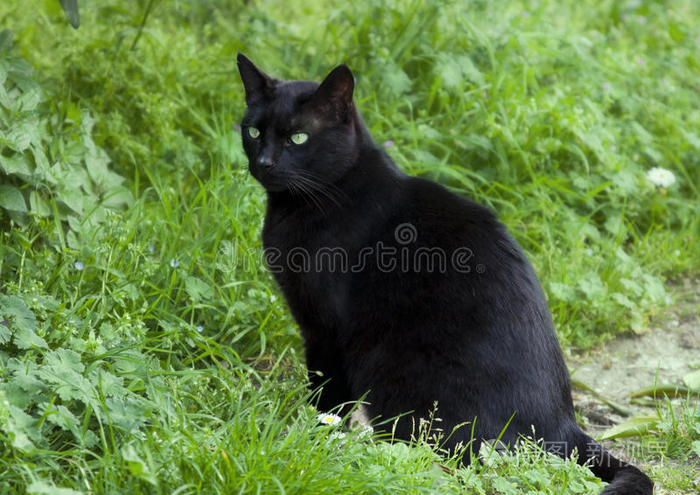 绿眼睛的黑猫