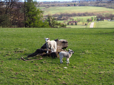 春天和小羊羔