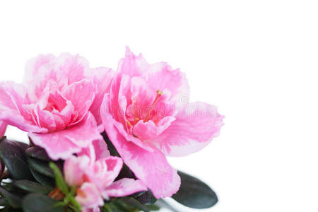 盛开的粉红色杜鹃花