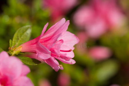 杜鹃花