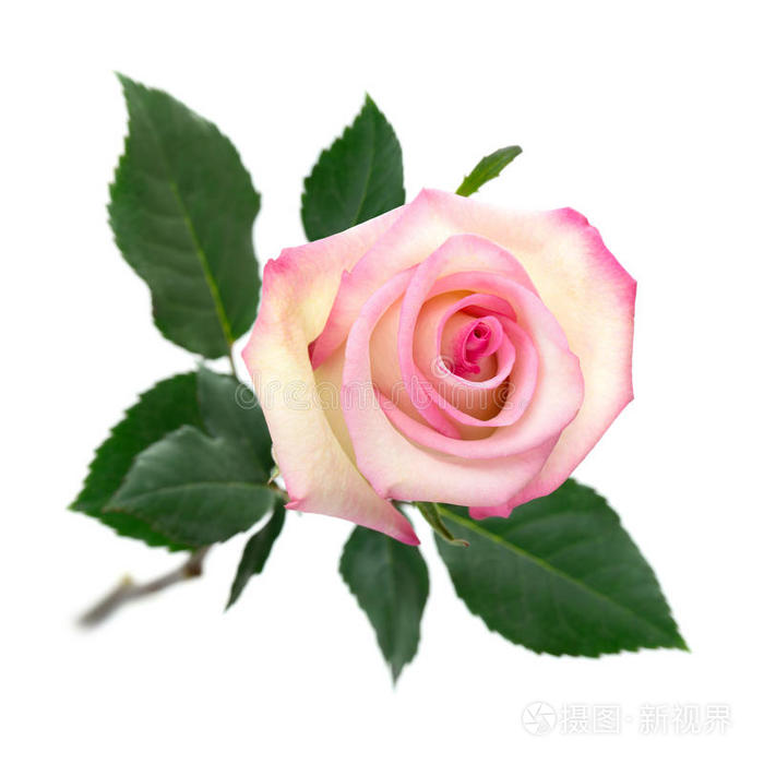 白底粉红玫瑰